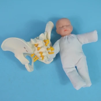 Демонстрация родов человека, модель анатомии Малого таза, обучающая модель анатомии плода, Пуповина, плацента, обучающая модель куклы